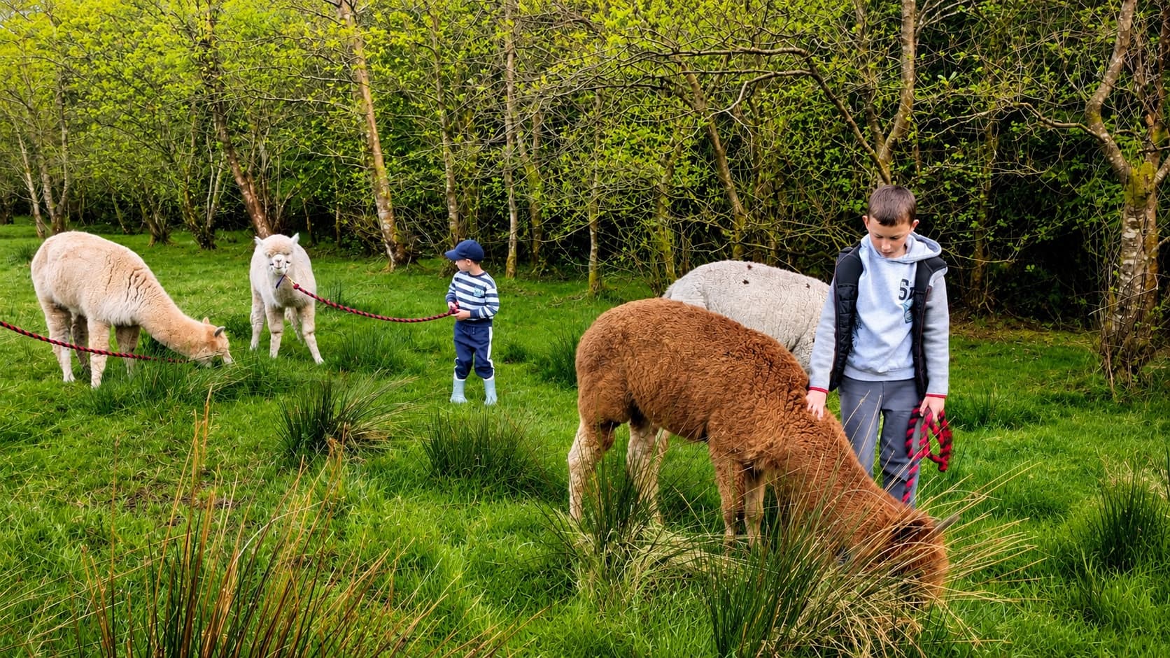 Two children walking with three alpacas through a quiet green woodland.