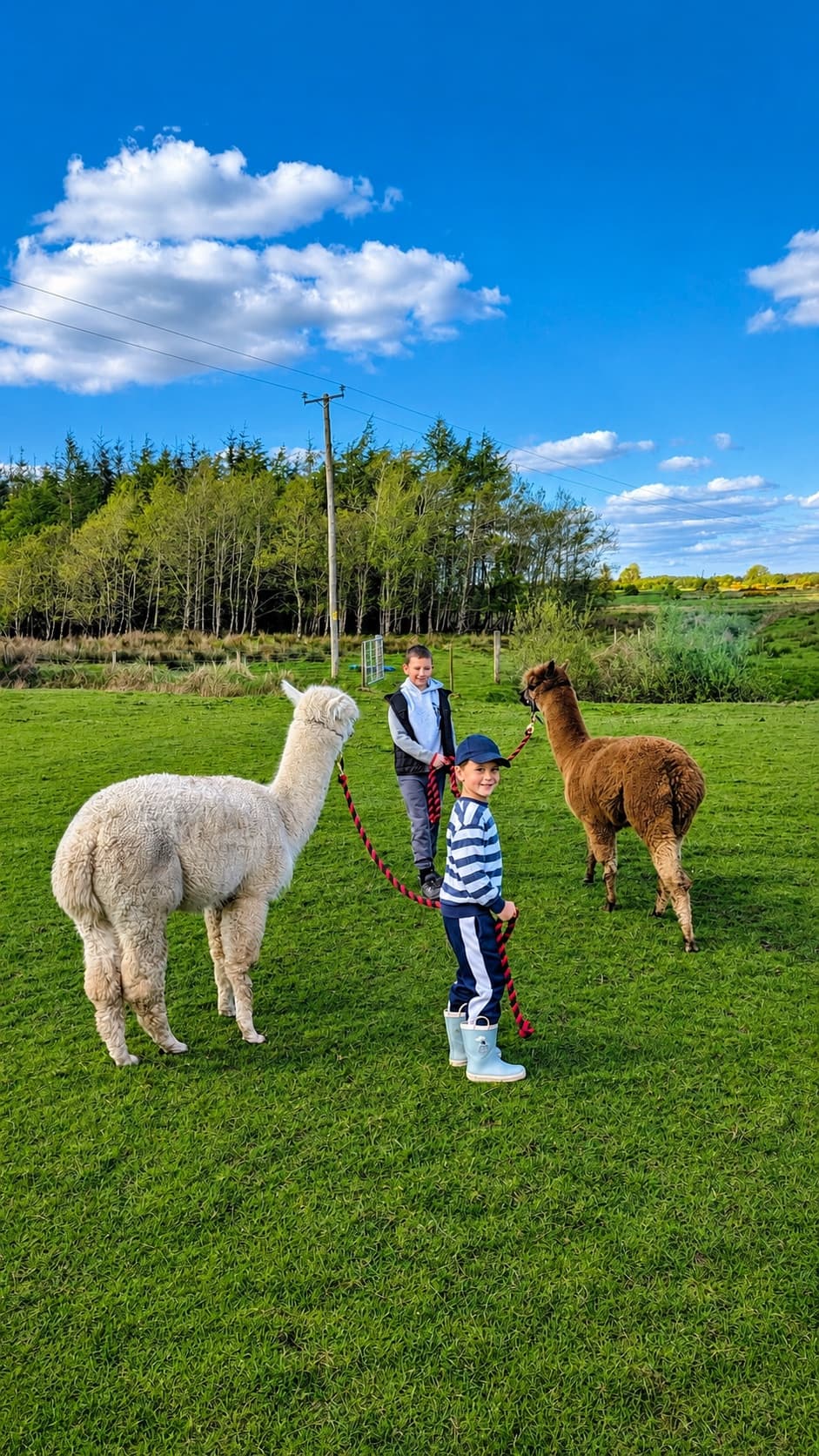 Two boys leading a white and a brown alpaca across a green field at Alpaca Walks.