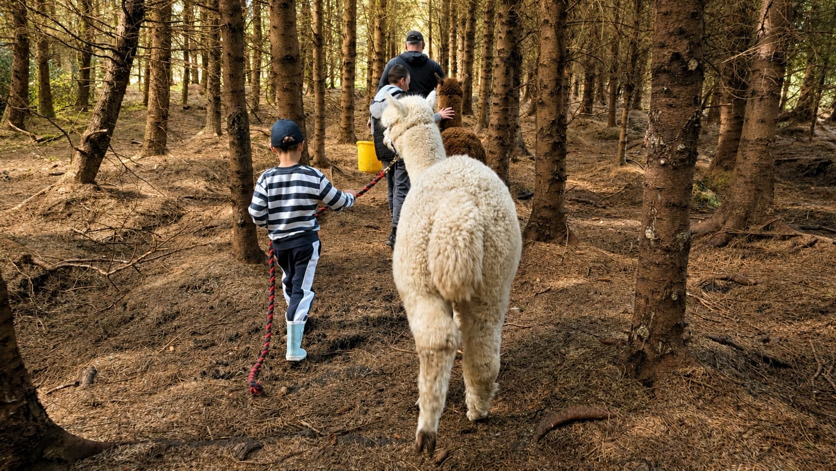 A family walking back through a pine forest with a cream alpaca, viewed from behind.